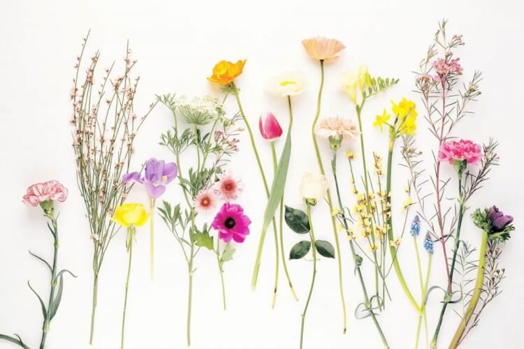 rescue bach sans alcool